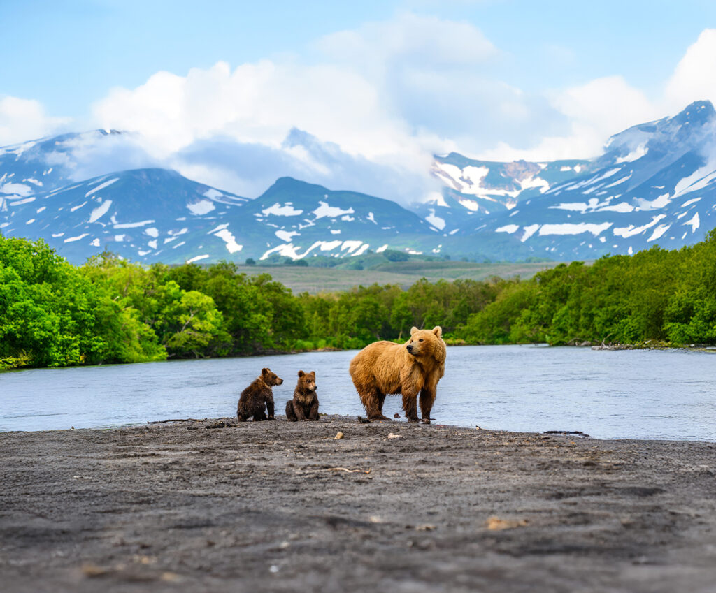 bear-family-river